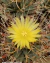 Leuchtenbergia principis pt09