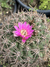 Gymnocalycium neuhuberi - comprar online