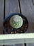 Thelocactus conothelos subs. argenteus pt11 - comprar online