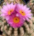 Notocactus uebelmannianus var pleiocephalus 'flor rosa'
