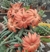 Chamaecereus luisramirezii pt09 Rabo de rato pelado