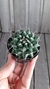 Mammillaria compressa - comprar online