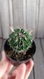 Stenocactus caespitosus - comprar online