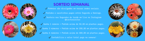 Carrossel 1