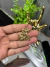 Pingente São Jorge Vazado - Banho Ouro 18k - comprar online