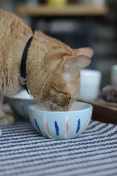 BOWL PONYO PETIT - dillon ceramica