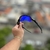 Óculos De Sol Radar EV Lente Dark Blue na internet