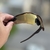 Óculos De Sol Radar EV Coffee Lentes Gold - comprar online