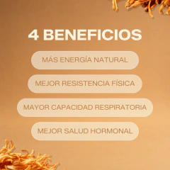 Cordyceps - comprar online