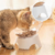 Tigela Elevada Ortopédica para Gatos na internet