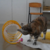 Imagem do Túnel Flexível FelineFlex