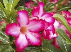 Fertilizante Forth Para Rosa Do Deserto Concentrado 60ml - Vânia Paisagismo