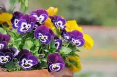 Fertilizante Adubo Forth Flores Floração Plantas Jardim 3 kg - Vânia Paisagismo