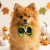 Gravata Borboleta Pet Halloween – Pacote com 3 Unidades (1 de cada cor) - comprar online