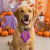 Gravata Pet G Halloween – Pacote com 10 Unidades Sortidas - comprar online