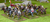 Cavalaria Humana Oathmark Cavalry Rpg Caixa 15 Miniatura - loja online