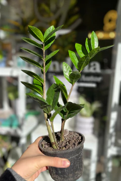 Zamioculca Zamiifolia