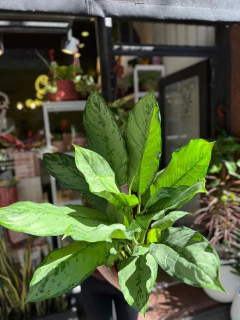 AGLAONEMA XL en internet