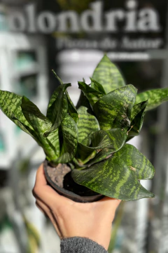 Sansevieria - comprar online