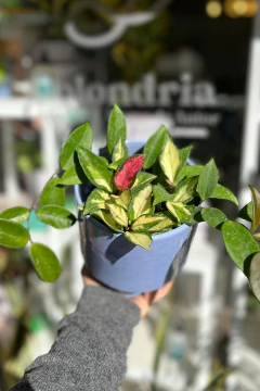 HOYA KRIMSON QUEEN