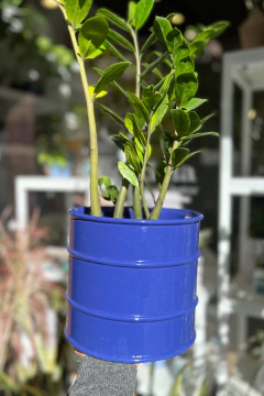 Zamioculca Zamiifolia en internet