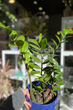Zamioculca Zamiifolia - comprar online