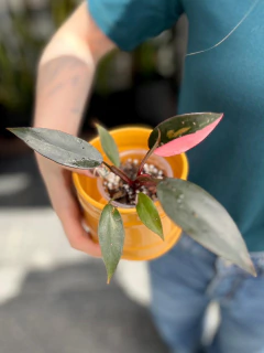 Philodendron Pink Princess - tienda online