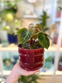 PHILODENDRON CHOCO RED - comprar online