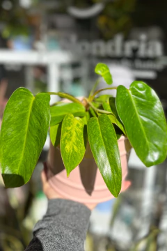 Philodendron Painted Lady
