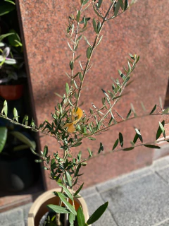 OLIVO - Golondria Cerámica