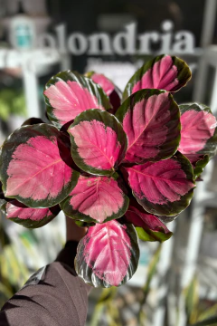 Calathea Roseopicta rosy