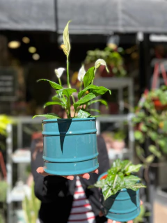 BARREL L en internet