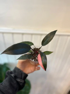 Philodendron Pink Princess - Golondria Cerámica