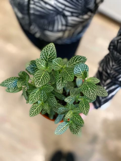 Fitonias en internet