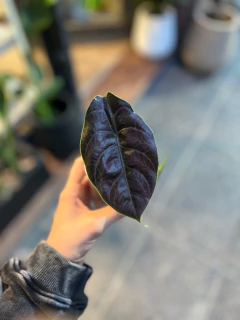 Alocasia Azlanii. en internet