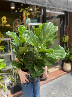 Pandurara Lyrata Mediana. - comprar online