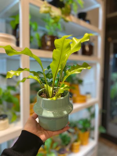 HELECHO ASPLENIUM - comprar online