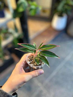 Aglaonema Red Siam. en internet