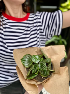 Peperomia Watermelon  - comprar online