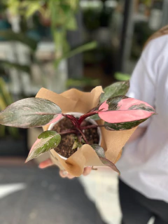 Philodendron Pink Princess