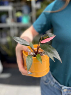 Philodendron Pink Princess en internet