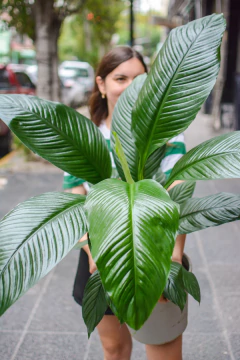 spathiphyllum sensation