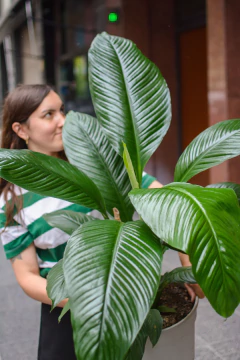spathiphyllum sensation en internet