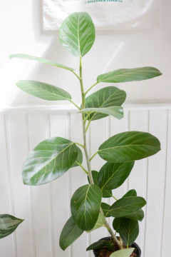 Ficus Audrey