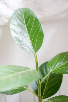 Ficus Audrey en internet