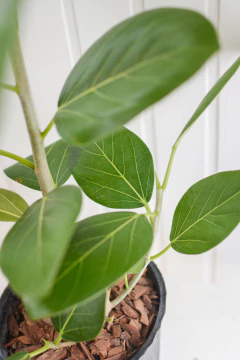 Ficus Audrey - comprar online
