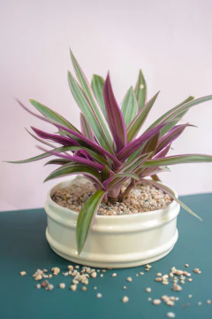 Tradescantia Tricolor - Golondria Cerámica