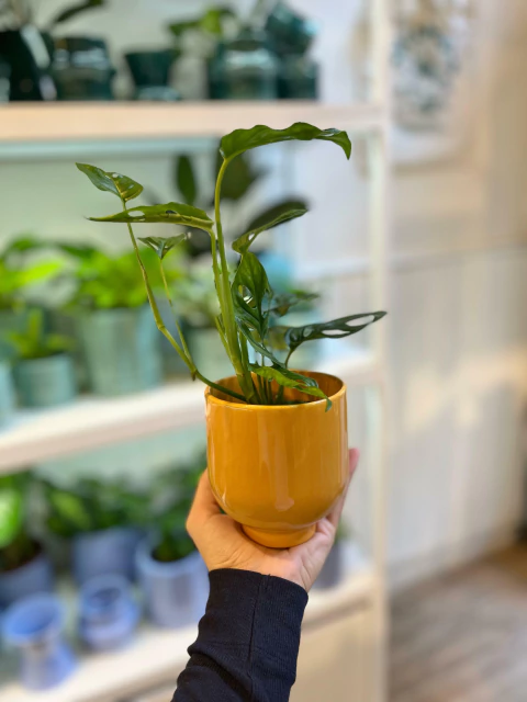 SOL - comprar online