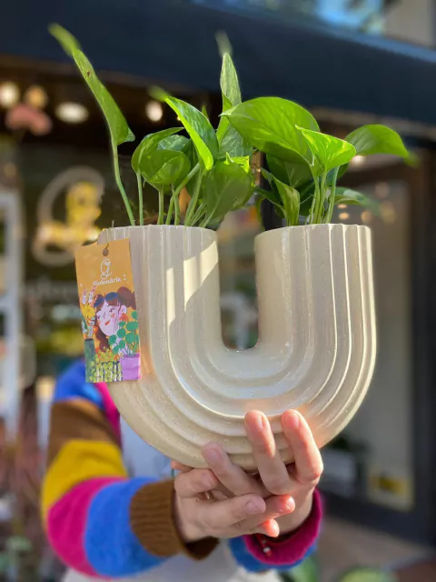 ARCOIRIS - comprar online