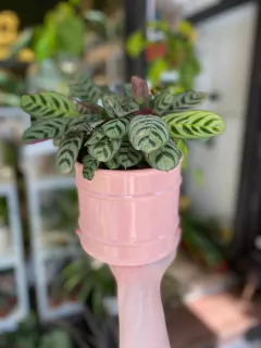 BARREL L - comprar online